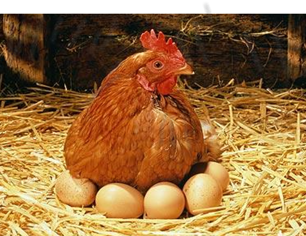 Unlocking the Secrets of the Egg Deleup Process: From Farm to Plate